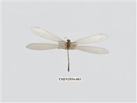 藏品(稀斑蟻蛉)的圖片